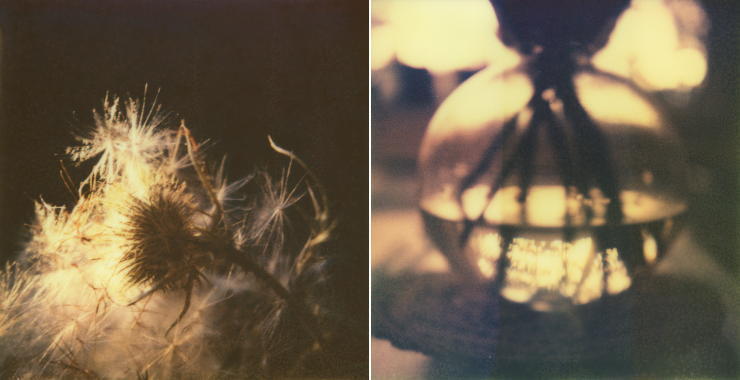 pola_diptych_thistle_globe.jpg