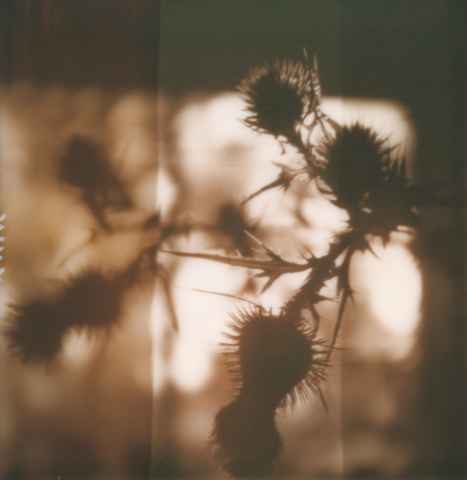 pola_thistle_silhouette_1500px.jpg