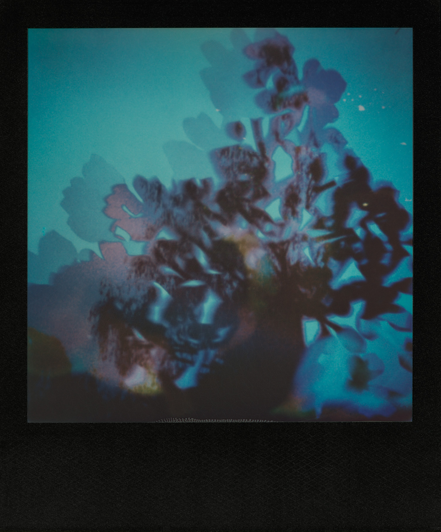 pola_floralab7_1500px.jpg