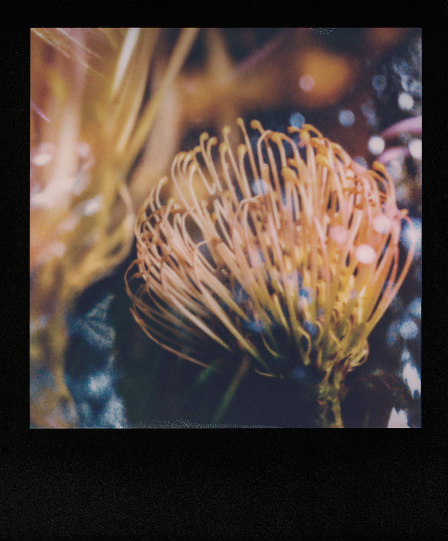 pola_protea_sparkles_1500px.jpg