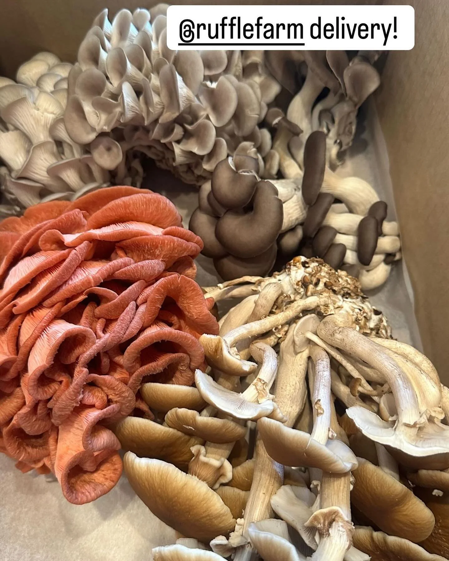St Peter&rsquo;s mushroom farm! Thank you @rufflefarm