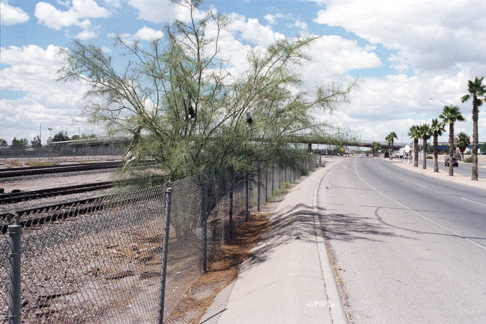 tree.fence_frontera.jpg
