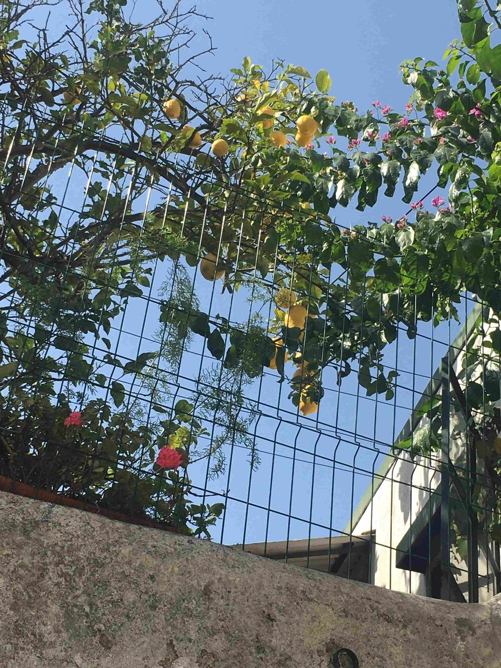 The biggest lemons you have ever seen in Foz Velha, Porto