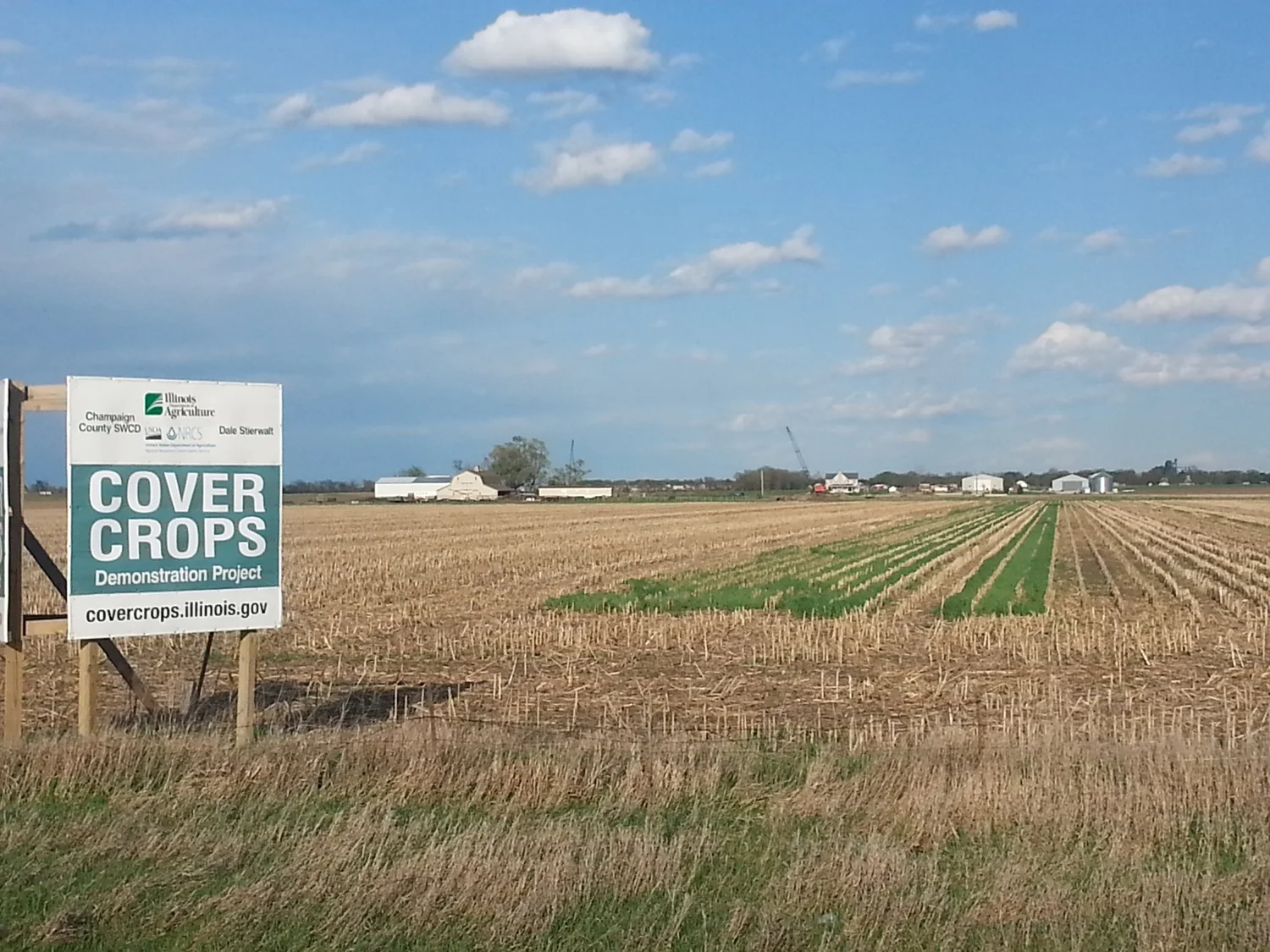 Spring: Rowbot-seeded Cover Crops Looking Good