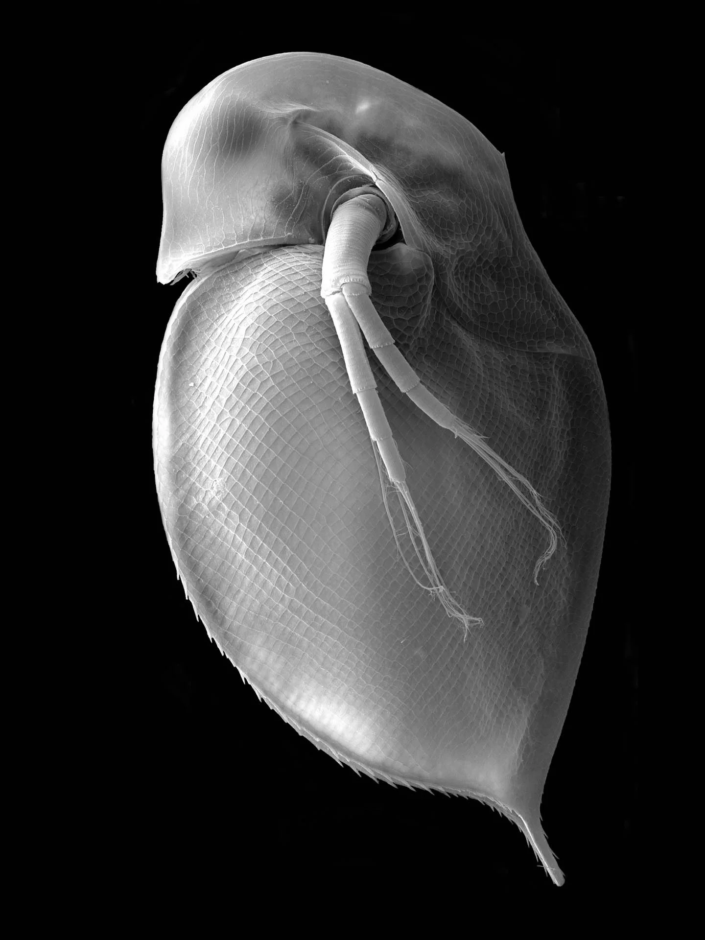 Daphnia hrbacek i, nově popsaný druh perloočky z Kokořínska.
