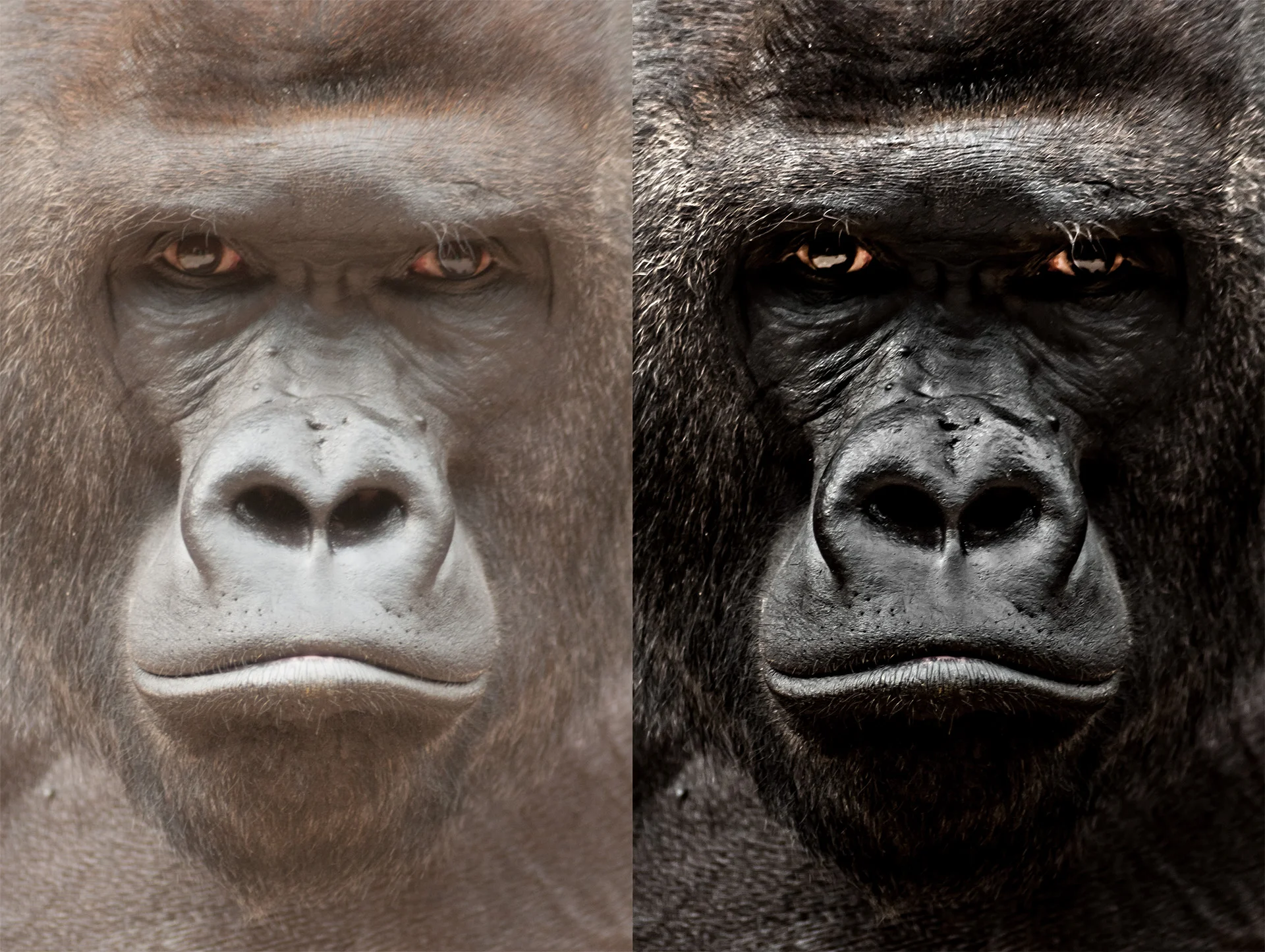 LEFT: original image; RIGHT: enhanced
