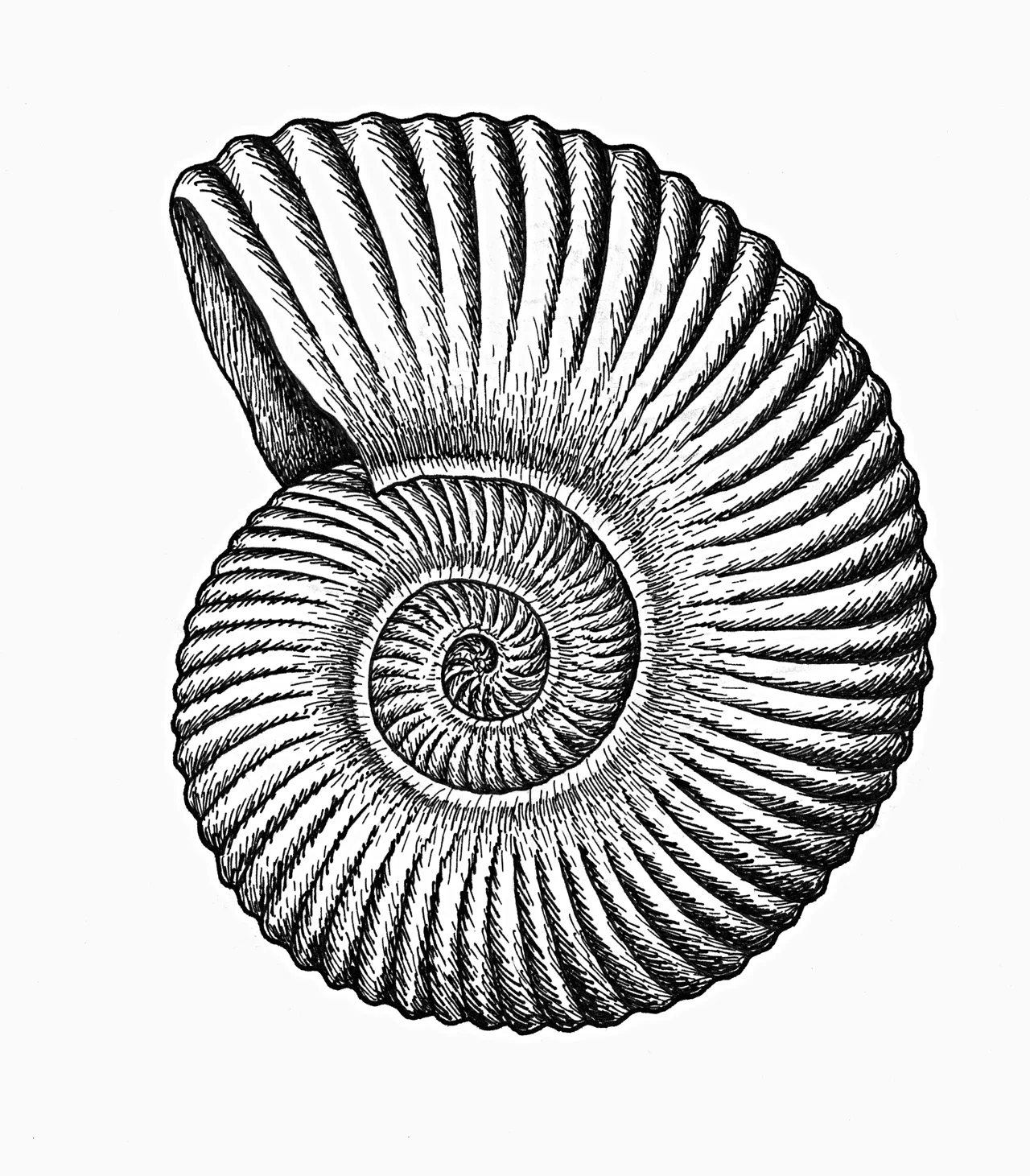 Amonit. Amonit Gregoriceras transversarium , obyvatel mělkého jurského moře (stupe. oxford, přibližně před 160 miliony let). U nás byl nalezen např. u Rudic a Olomučan na Blanensku. Kresba tuší. Reprodukce podle knihy J. Dvořáka a B. Růžičky Geologické minulost Země (1972). Orig. V. Tilšar, 3. místo v Objevitelské kategorii