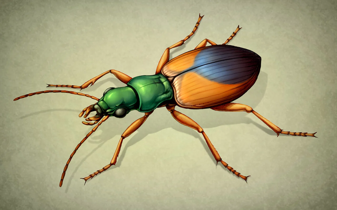 Střevlíček Anchomenus . I když je A. dorsalis pouze 7 mm velký brouk z čeledi střevlíkovití (Carabidae), přesto patří mezi důležité predátory mšic. Ilustrace tužkou pro bakalářskou práci, počítačově dobarveno. Orig. J. Růžičková, 3. místo v Objevitelské kategorii