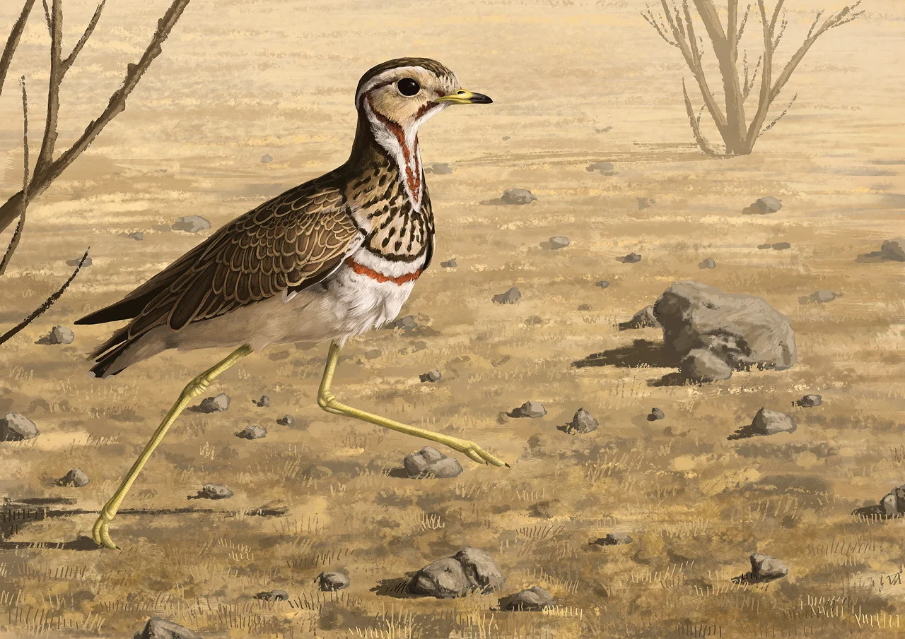 Běhulík páskovaný ( Rhinoptilus cinctus ) je pestře zbarven bahňák obývající suché otevřené biotopy subsaharské Afriky. Nápadné jsou jeho dlouhé nohy, které dobře slouží k rychlému běhu. Dvě skvrnitá vejce snáší do vyhrabaného důlku v zemi, kde jsou téměř neviditelná. Kresba s pomocí grafického tabletu. 