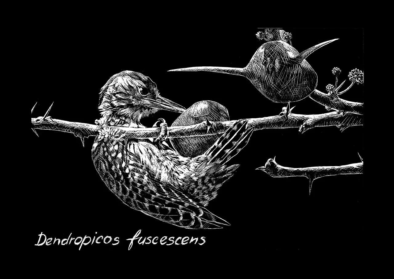 Ptáci v černobílé. Ukázka ze série ilustrací vyškrabaných do
černé tabulky (scratchboard). Datel kardinálský ( Dendropicos fuscescens ) při
vylizování mravenců z jejich úkrytu v trnech akácie ( Acacia drepanolobium ), s
níž žijí v symbióze. Orig. M. Nacházelová (obr. 11 a 12); za Ptáky v černobílé 3.
místo v kategorii Vědecká ilustrace