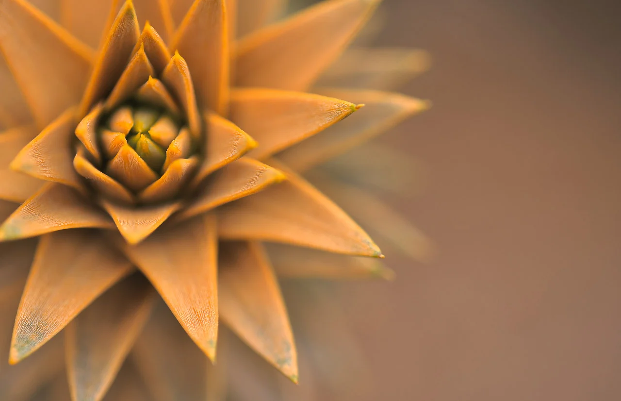 Pichlavá. Blahočet ( Araucaria ) je rod stálezelených jehličnanů z čeledi blahočetovitých (Araucariaceae), až na výjimky rozšířených na jižní polokouli. U nás se pěstuje např. blahočet různolistý ( A. heterophylla ). Kožovité listy na obrázku mají tvary od jehlicovitých až po široké, vejčité a rostou spirálovitě uspořádané. Foto B. Obstová