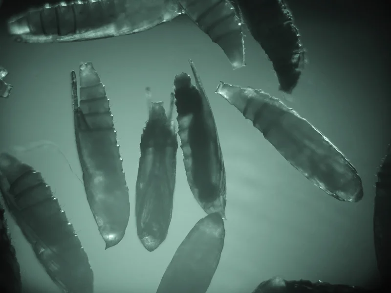 S nástupem vědecké digitální fotografie jsem vypracoval v mé Laboratoři digitálního zobrazování v entomologii v Entomologickém ústavu AV ČR v Českých Budějovicích techniku fotografování biologických objektů v infračerveném světle (čip na IR velmi dobře reagoval). Stal jsem se tak trochu průkopníkem této techniky v ČR. Na snímku neinvazivní detekce kukel blanokřídlých parazitoidů v kuklách klíněnek (Sony DSC-F828). Foto: František Weyda