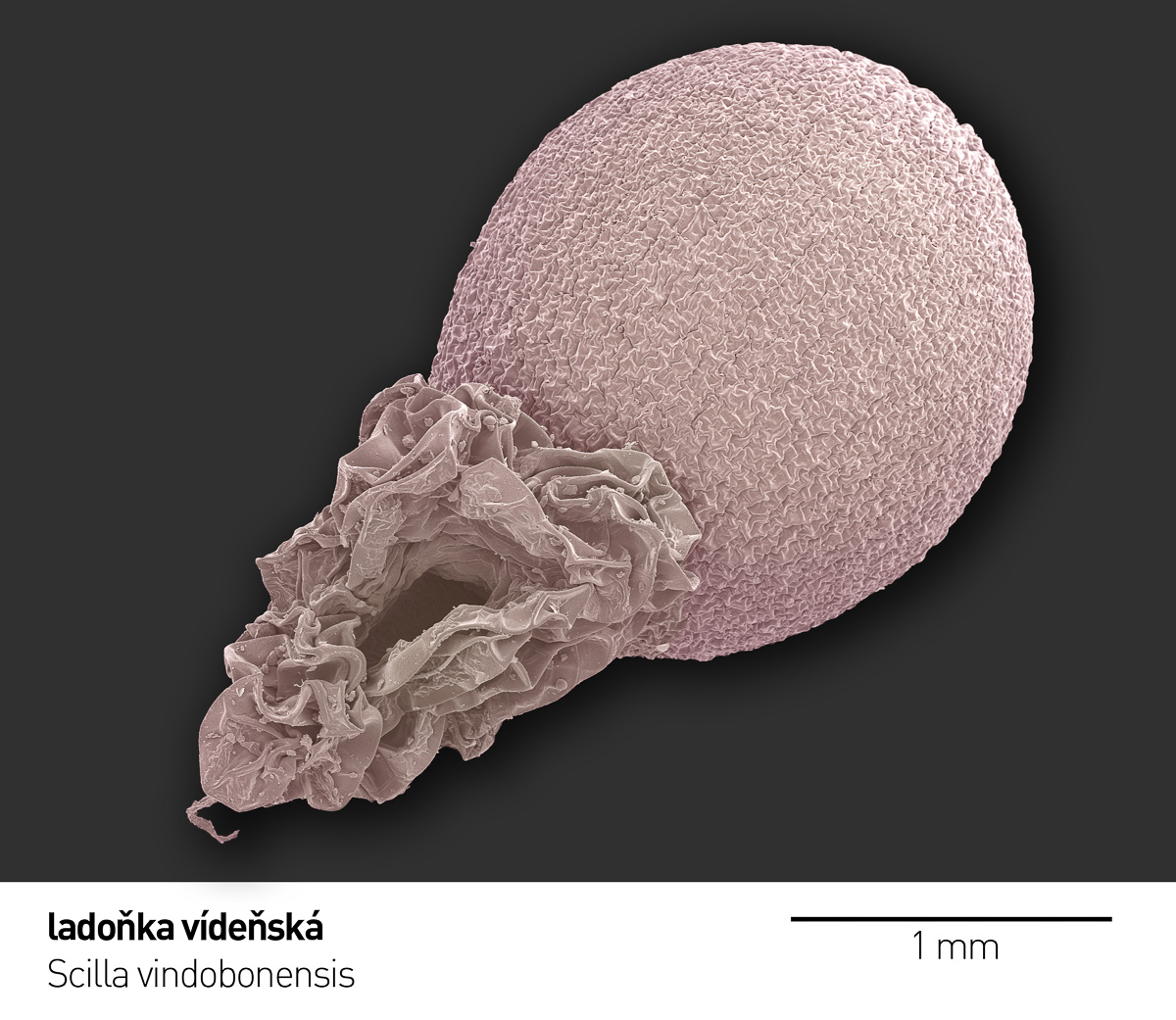 Scilla vindobonensis 2 a x.jpg