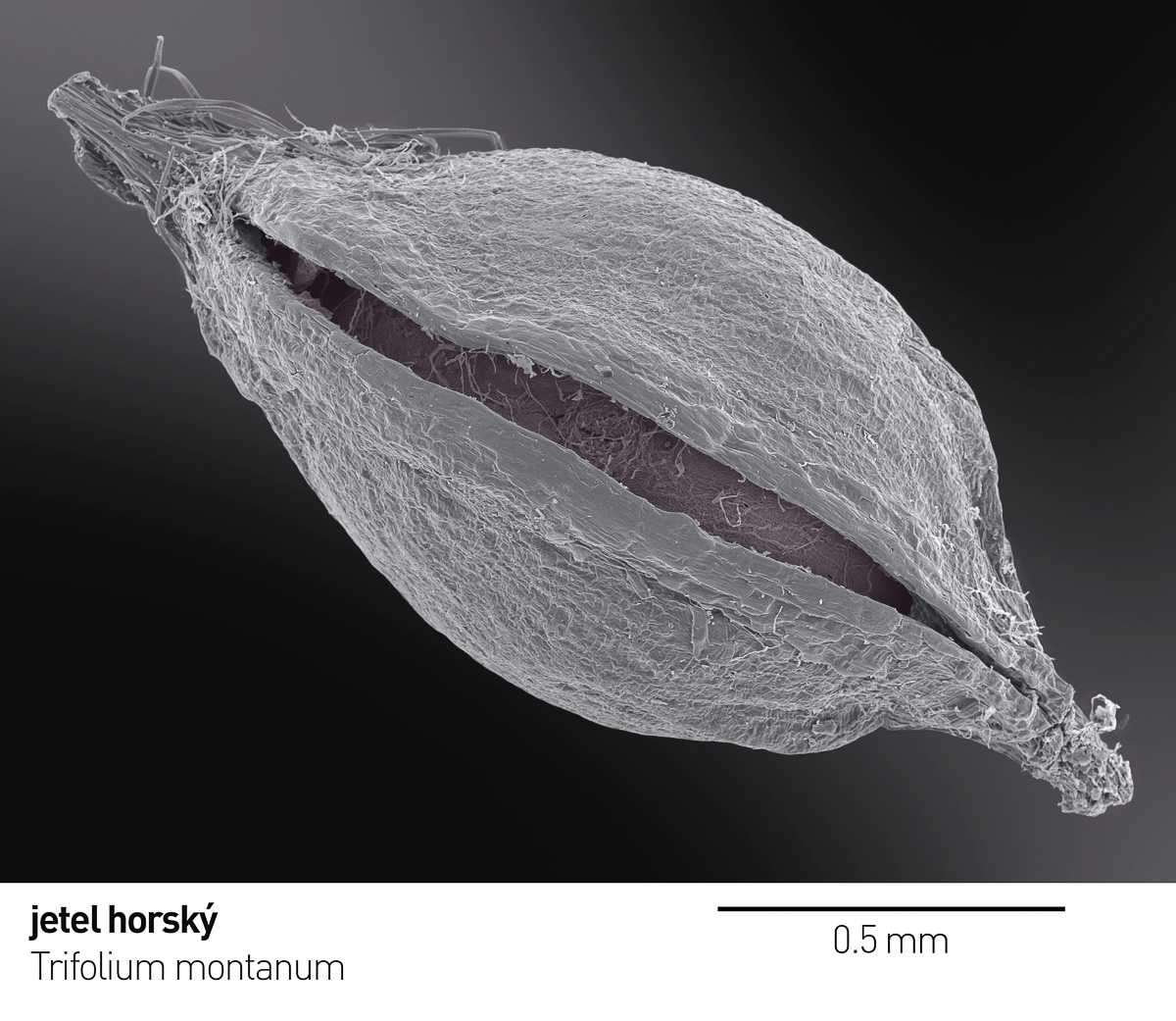 Trifolium_montanum 1 a x.jpg