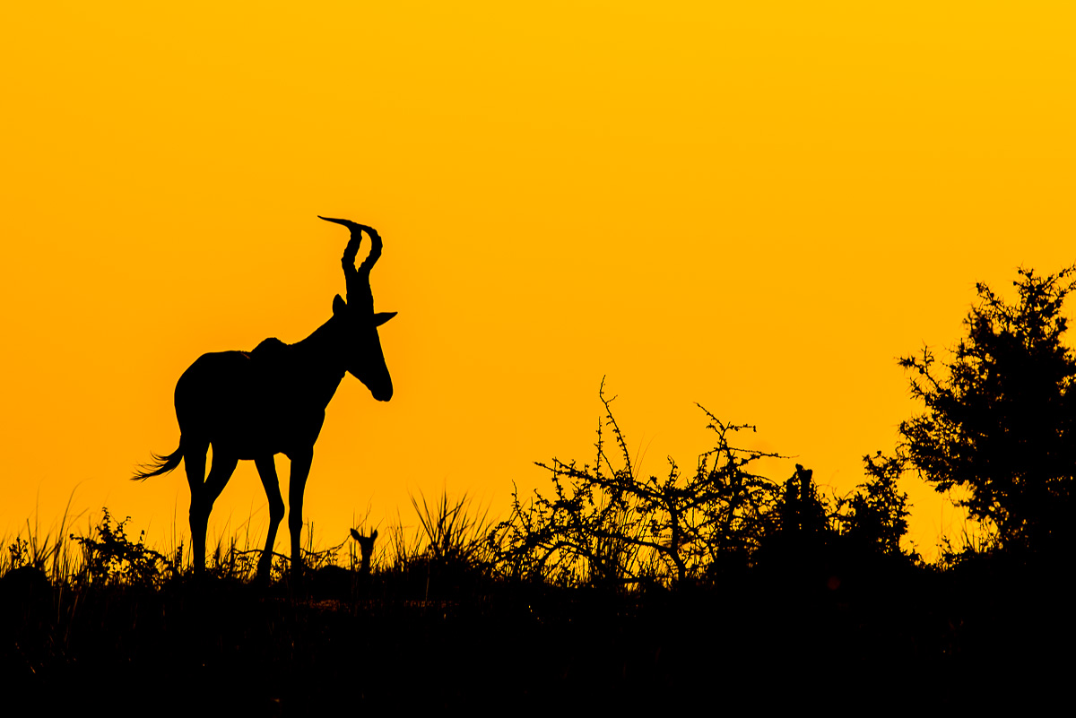 A když kýč, tak pořádný! Nikon D610, Sigma 300 mm f/2,8 APO EX DG HSM, čas 1/1250 s, clona f/7,1, ISO 100, korekce −0,7 EV 