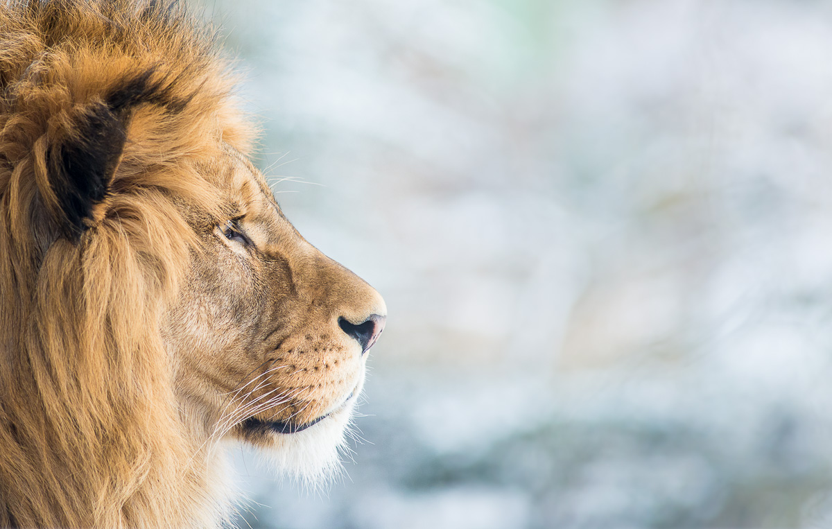 Lev berberský ( Panthera leo leo ) Lvi nepatří mezi snadná témata, protože jsou velcí. Mým cílem je vždy nepřiznat, že je snímek pořízený v zajetí, a je tak těžké komponovat záběr tak, aby se v něm nevyskytl ohradník či jiné rušivé prvky. Proto jsem lvy ani neměl v plánu. Když jsem šel čistě náhodou kolem jejich výběhu, ozval se samec poměrně hlasitým řevem a já se rozhodl se na něj přeci jen podívat. Ještě že tak! Tento snímek vznikl v prvních několika málo minutách od zaplacení vstupného, a lepší příležitost už pro focení lvů za celé dva dny nebyla. Zkrátka štěstí. Nikon D610, Sigma 300mm f/2.8 EX DG HSM APO, f/4, čas 1/1000 sec., ISO 1800