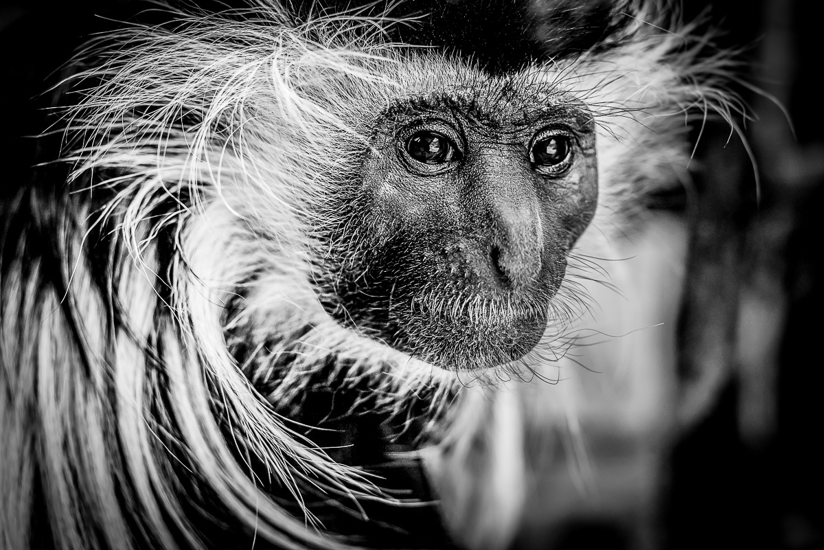 Gueréza angolská ( Colobus angolensis palliatus ) Ať jsem v jakékoliv zoo, pokud mají guerézy, strávím s nimi vždy alespoň hodinu. Jejich charismatické výrazy jsou neskutečně fotogenické, přičemž velmi rády i několik sekund zapózují. Nikon D610, Nikon 50mm f/1.8 D, f/4, čas 1/80 sec., ISO 2000