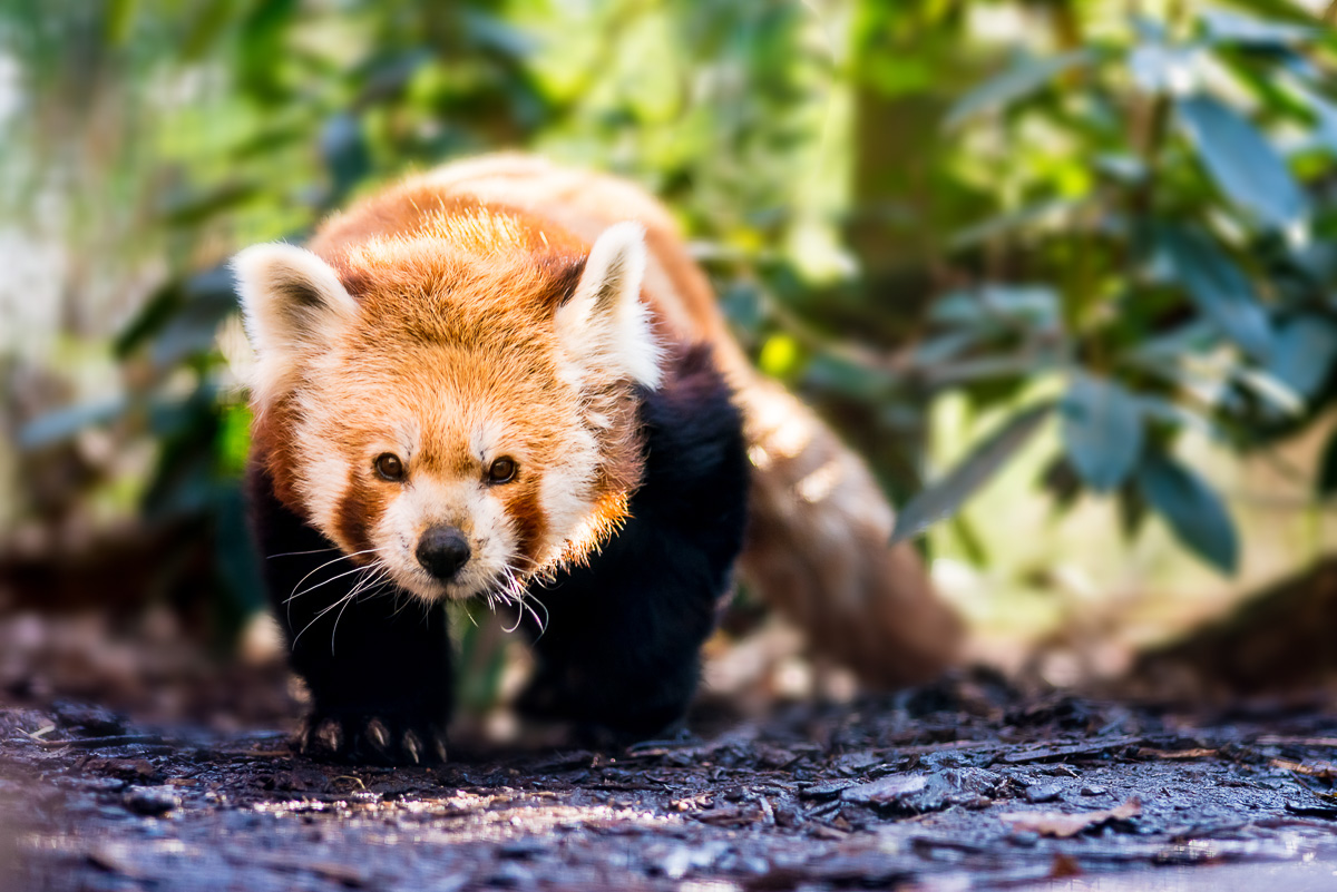 Panda červená ( Ailurus fulgens ) Pokud je na první pohled vidět, že se nějaké zvíře zrovna drží své vychozené cesty a chodí ji stále do kola, zalehám vždy do nejlepší možné pozice a čekám, až mi vleze do záběru. V mrazivém únoru jsme tuto hru hráli zhruba hodinu - zatímco panda obcházela venkovní bazének, já ležel na zámkové dlažbě. Ze všech fotografií v tomto článku je tato jediná, kterou jsem musel upravovat pomocí vrstev ve Photoshopu. Proč? Protože se i přes malou clonu zachovala v pozadí nelichotivá struktura klece, kterou jsem chtěl divákovi utajit. Krom pandy se své trasy drží často i mnohé jiné šelmy.