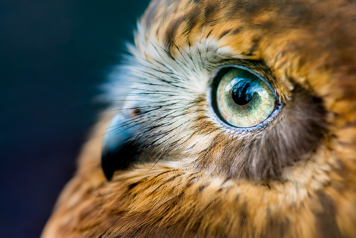 Sovka bubuk ( Ninox boobook) Sovka je pták, o jehož existenci jsem až do návštěvy zoo neměl tušení. Všiml jsem si jí náhodou, když jsem procházel australskou expozici ke konci dne. Stála tiše na zemi, hned u kraje klece, a vychutnávala si poslední možnost se trochu ohřát od zapadajícího slunce. Pomalými pohyby se mě podařilo se k ní přiblížit na zhruba deset centimetrů s makroobjektivem. Její klid připisuji částečně k teplotám pod bodem mrazu, coby jedné z výhod focení v zimě. Asi je Vám jasné, že jsem jel domů doslova jako prase. Šťastné prase. Nikon D610, Sigma 105mm f/2.8 EX DG Macro, f/4, čas 1/100 sec., ISO 2000