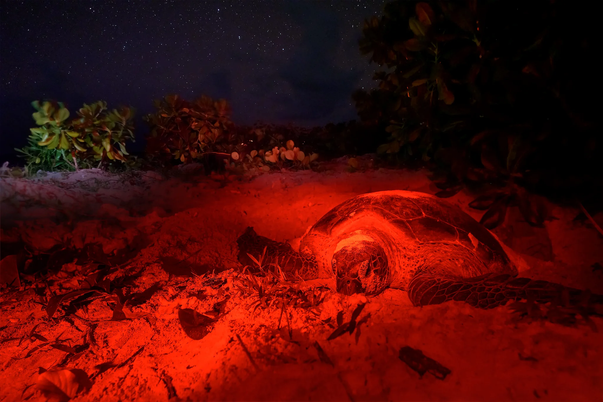 PJJ_Indonesie2019_NikonZ7_image_5237-Edit.jpg