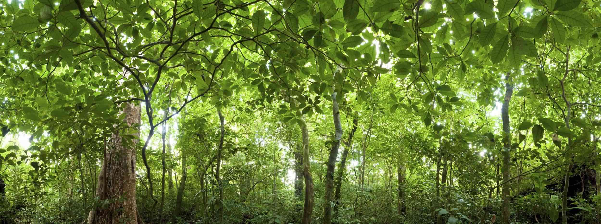 Costa Rican Rainforest