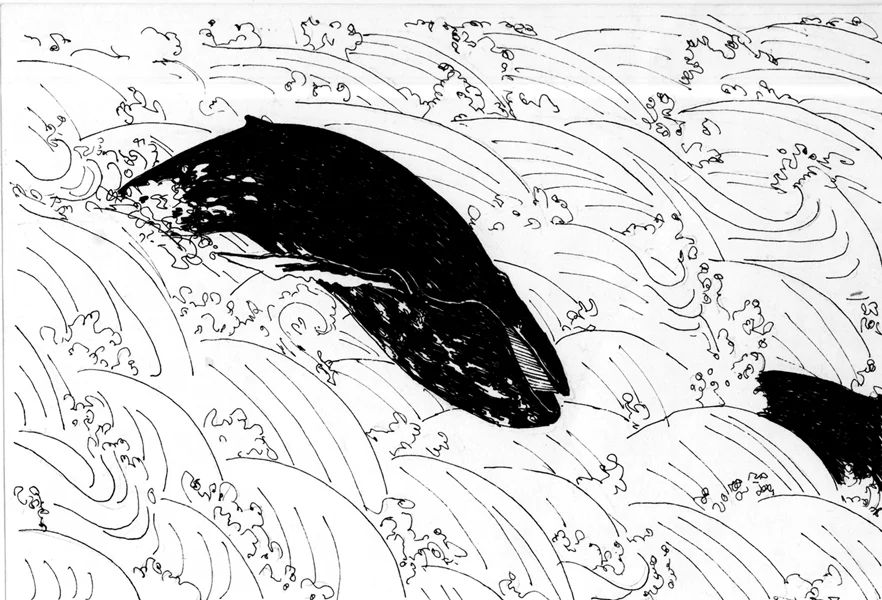 gray--whale.jpg