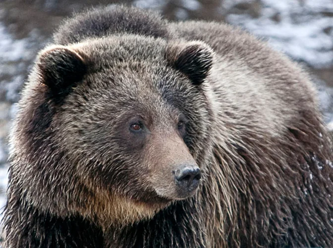 Grizzly in Yellowstone