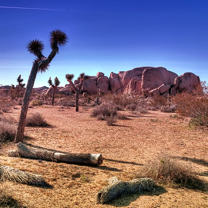 Joshua-Tree.jpg