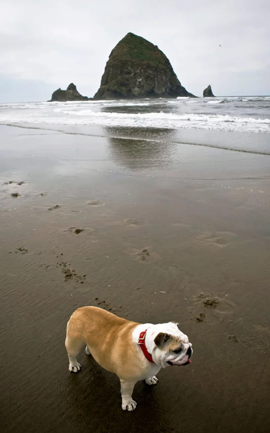 Poppy-at-the-beach2.jpg