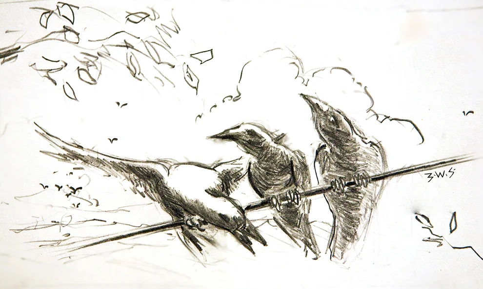 Crows-on-a-wire.jpg