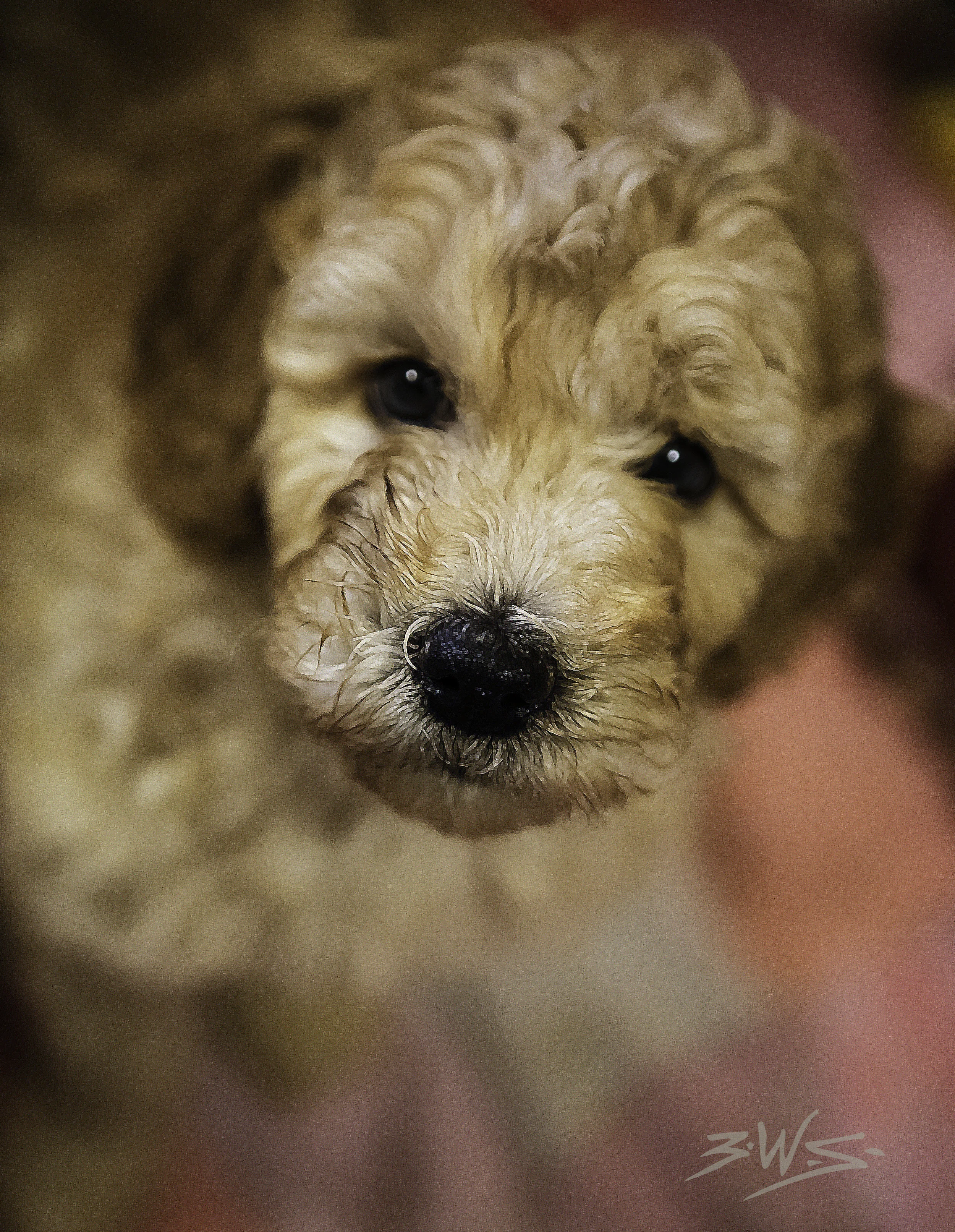 puppy1.jpg