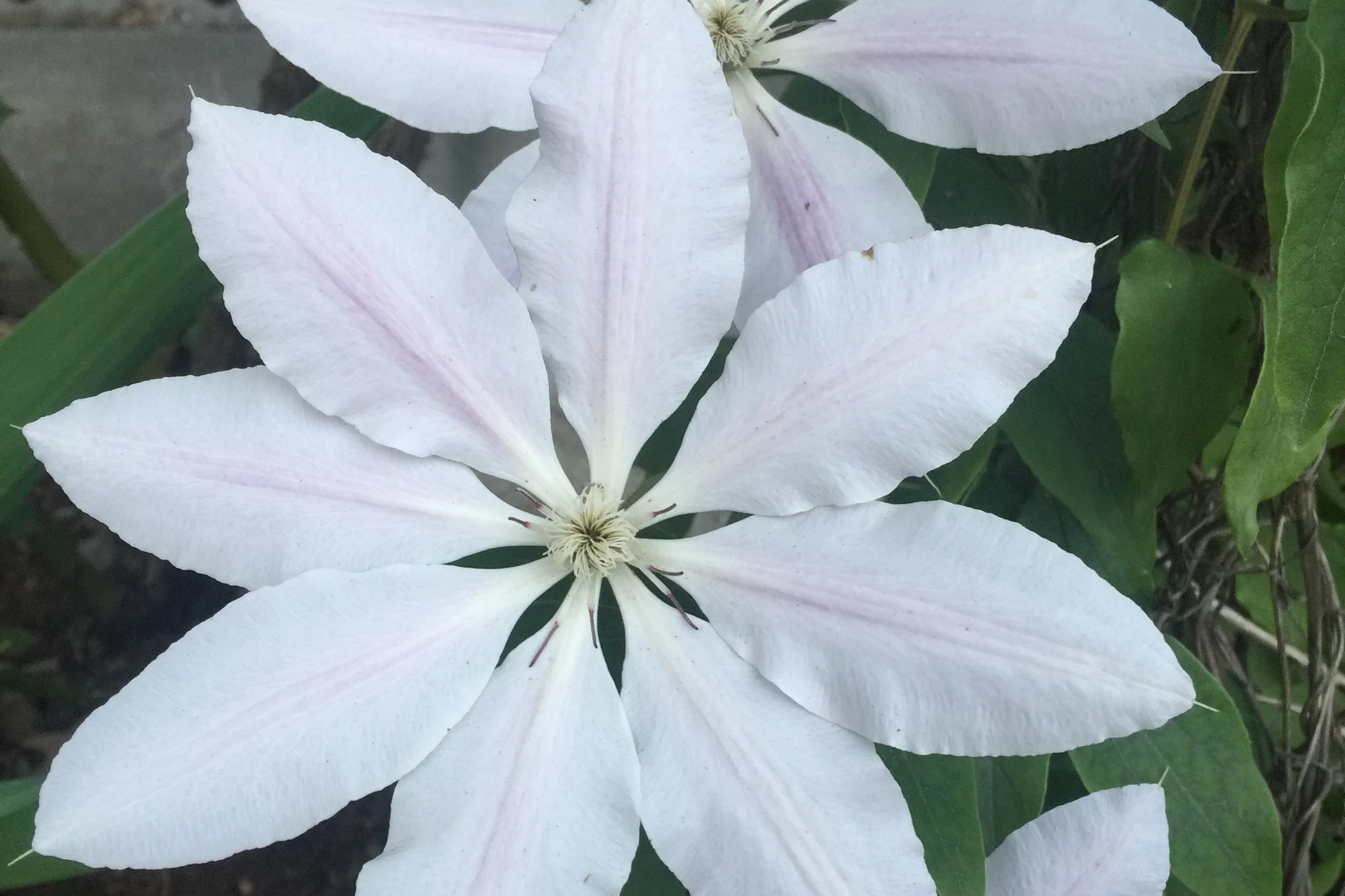 Seen in the Garden: Clematis, Henryi (white)