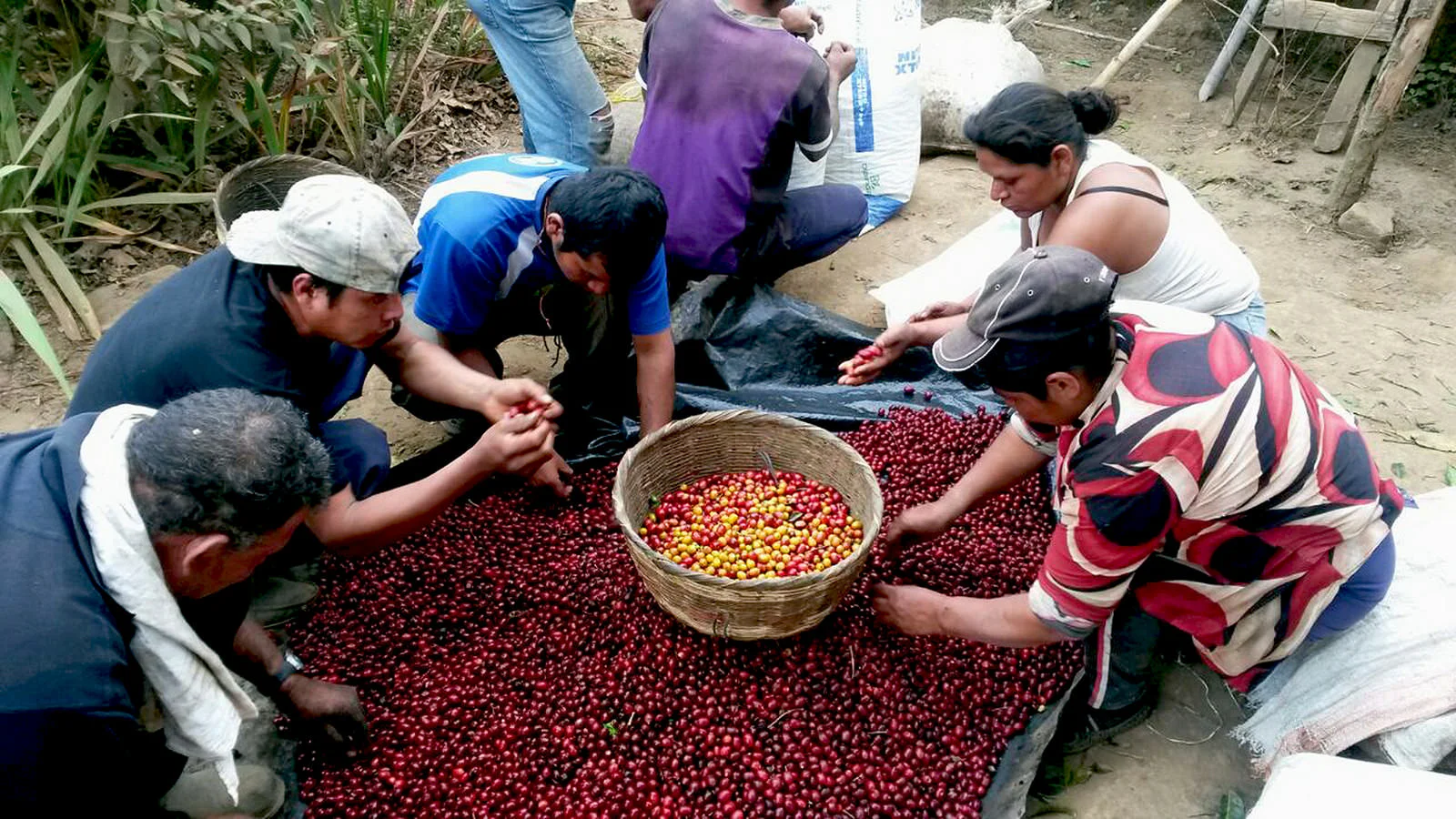 Antonio, El Aguila’s Farm Manager trains the pickers only to select the very ripest cherries