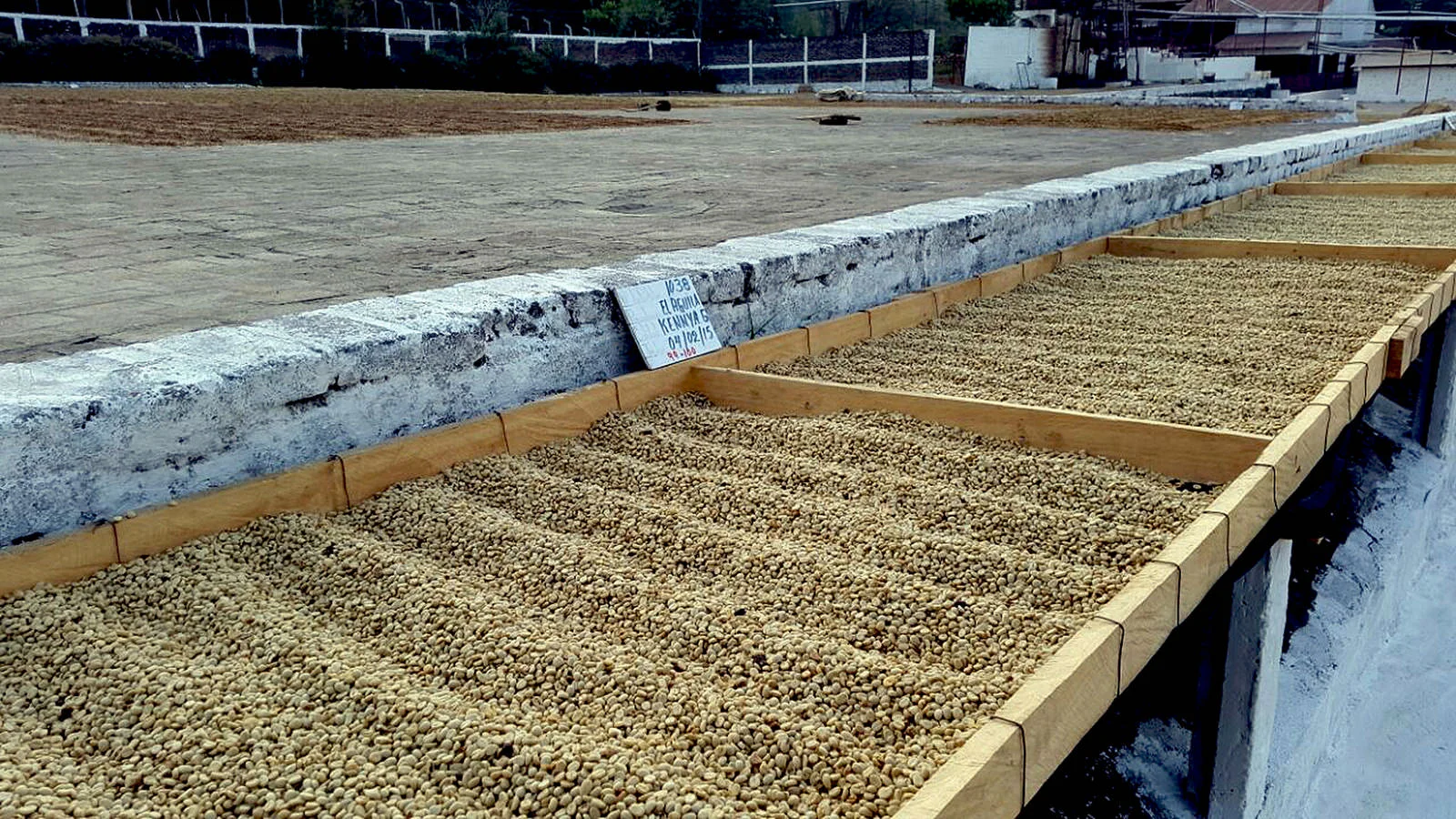 After the cherries get pulped and fermented, it gets washed and dried on patios in the sun for 16 days.