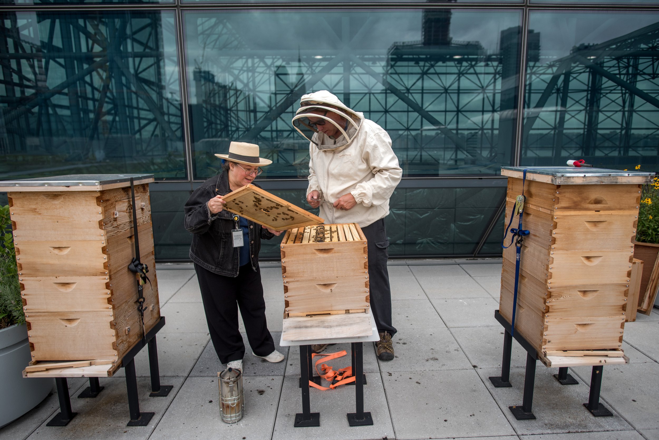 20170829_JAVITS_BEES_0020.JPG