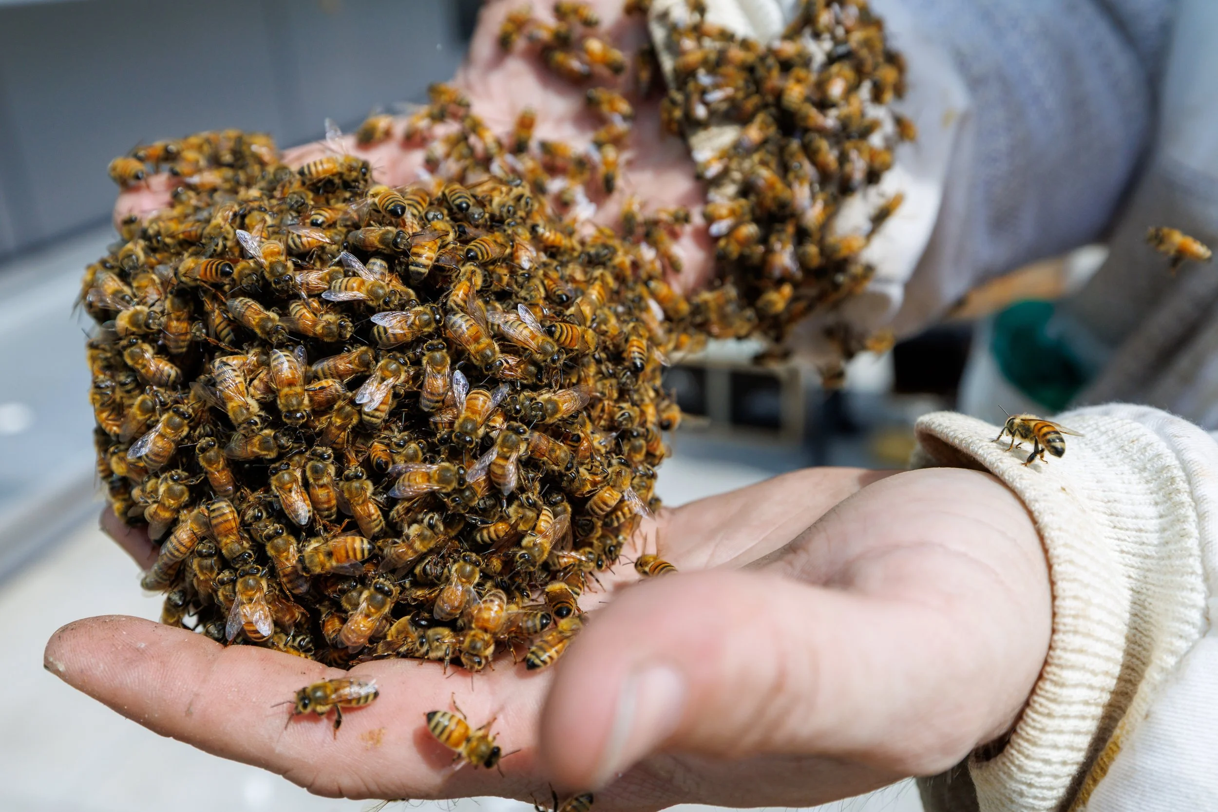 20250422_Javits Bees_0031.JPG
