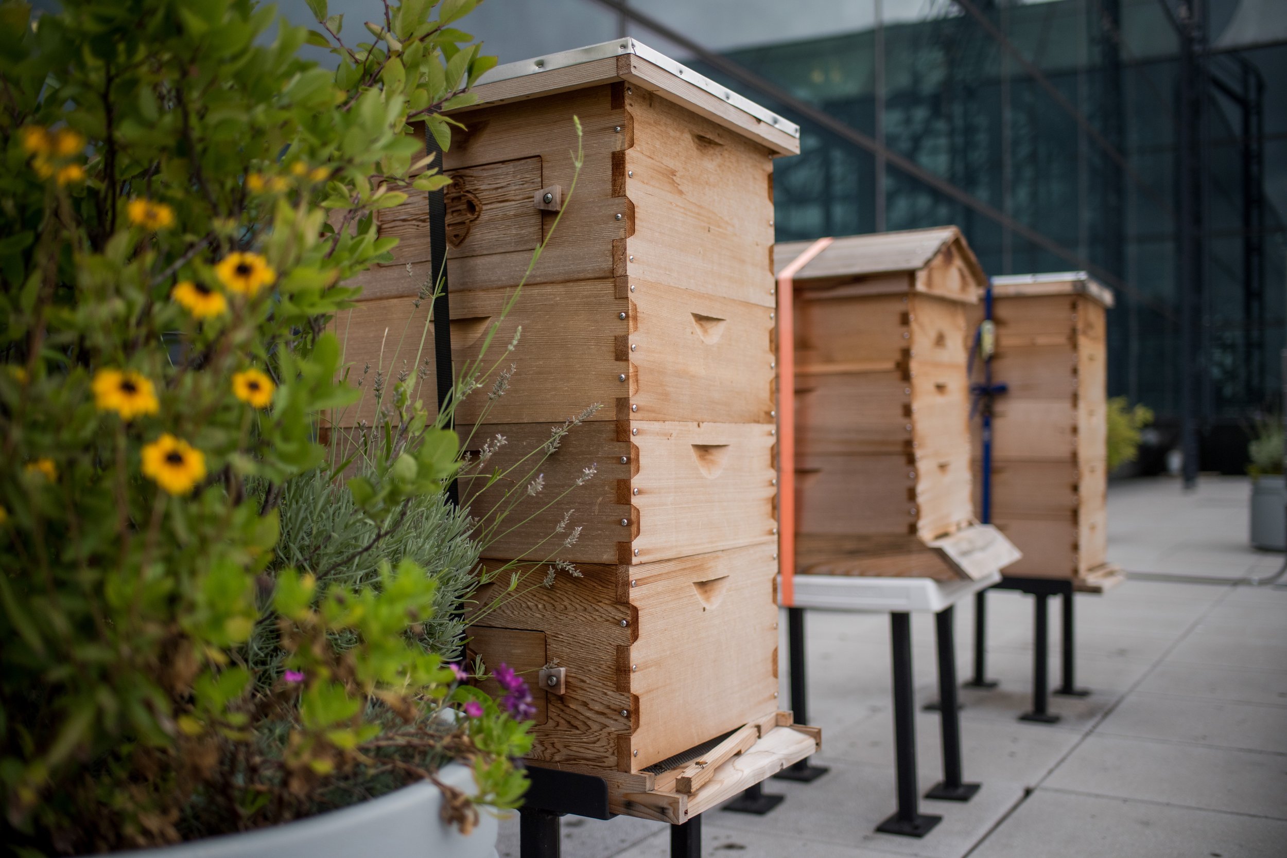 20170829_JAVITS_BEES_0006.JPG