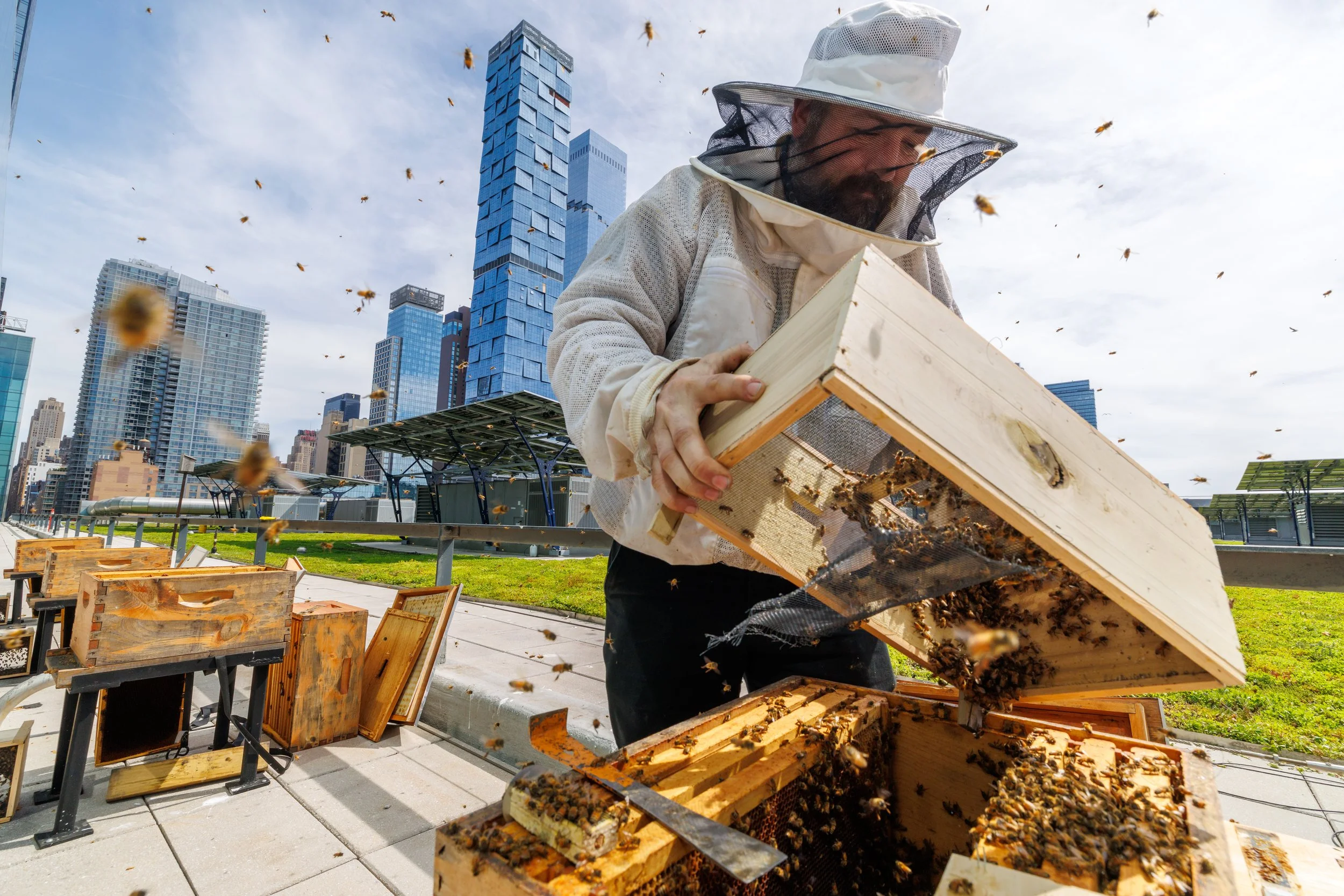 20250422_Javits Bees_0047.JPG