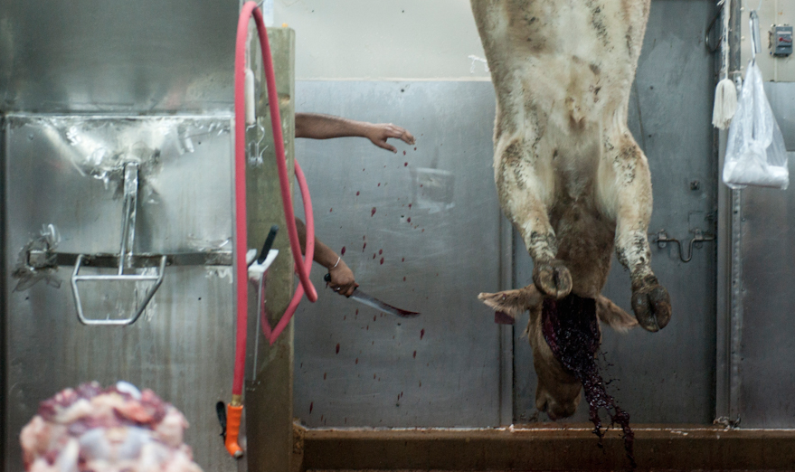 A cow is slaughtered in Chaudry Halal Meats. Abdul Chaudry, owner, said, “We have to hire hispanics to do the actual act of slaughtering because we are Hindu. However, he said that the industry is good since there are lots of cattle in the area.