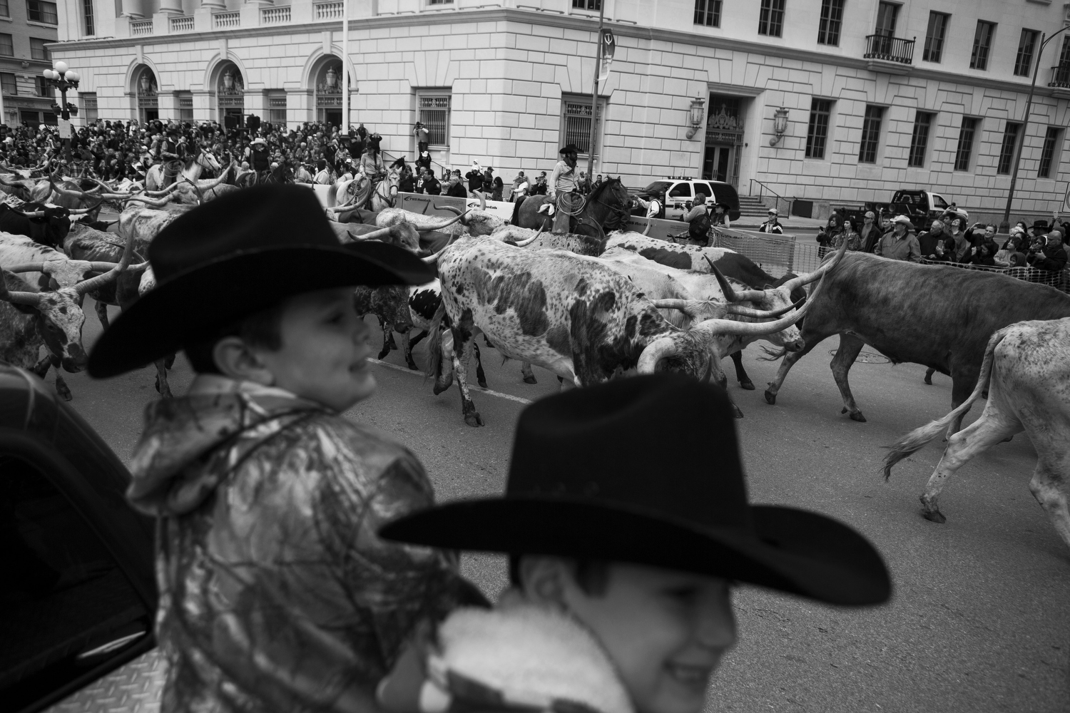 A herd of Longhorns walks down Houston St. during San Antonio Stock Show's annual Western Heritage Parade and Cattle Drive in downtown San Antonio, TX on Saturday, February 7, 2015. 