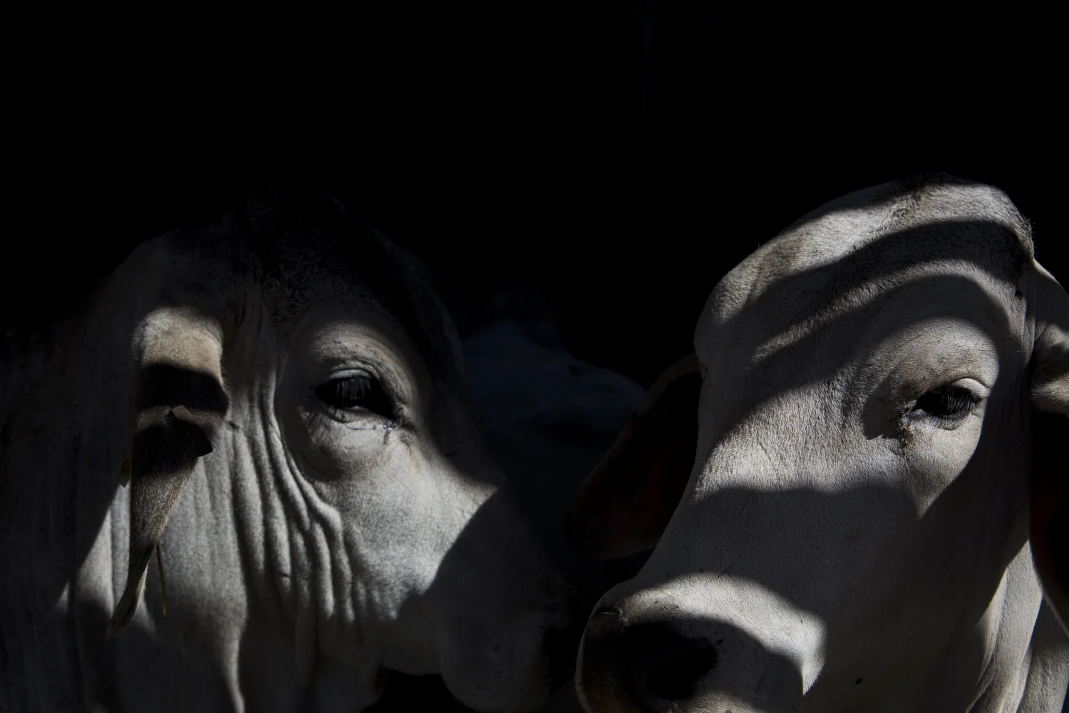 Brahman cattle lay down together in a barn at the San Antonio Stock Show and Rodeo in San Antonio, TX on Wednesday, February 18, 2015. 