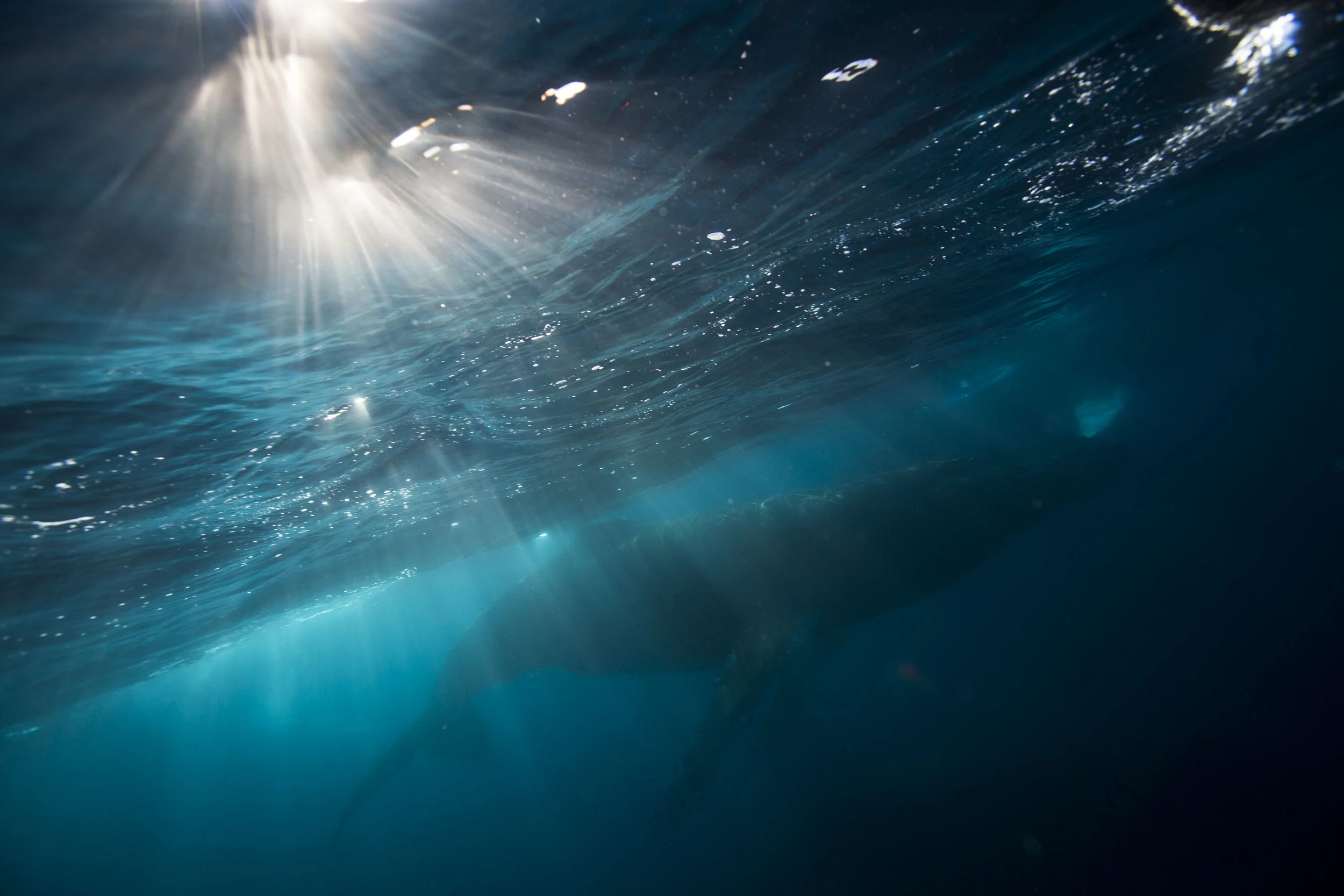  Humpback whales swim through Cierva Cove along the Western Antarctic Peninsula on March 21, 2016. As climate change slowly raises temperatures in Antarctica, the longer summers mean that humpback whales stay in the area feeding much longer than they