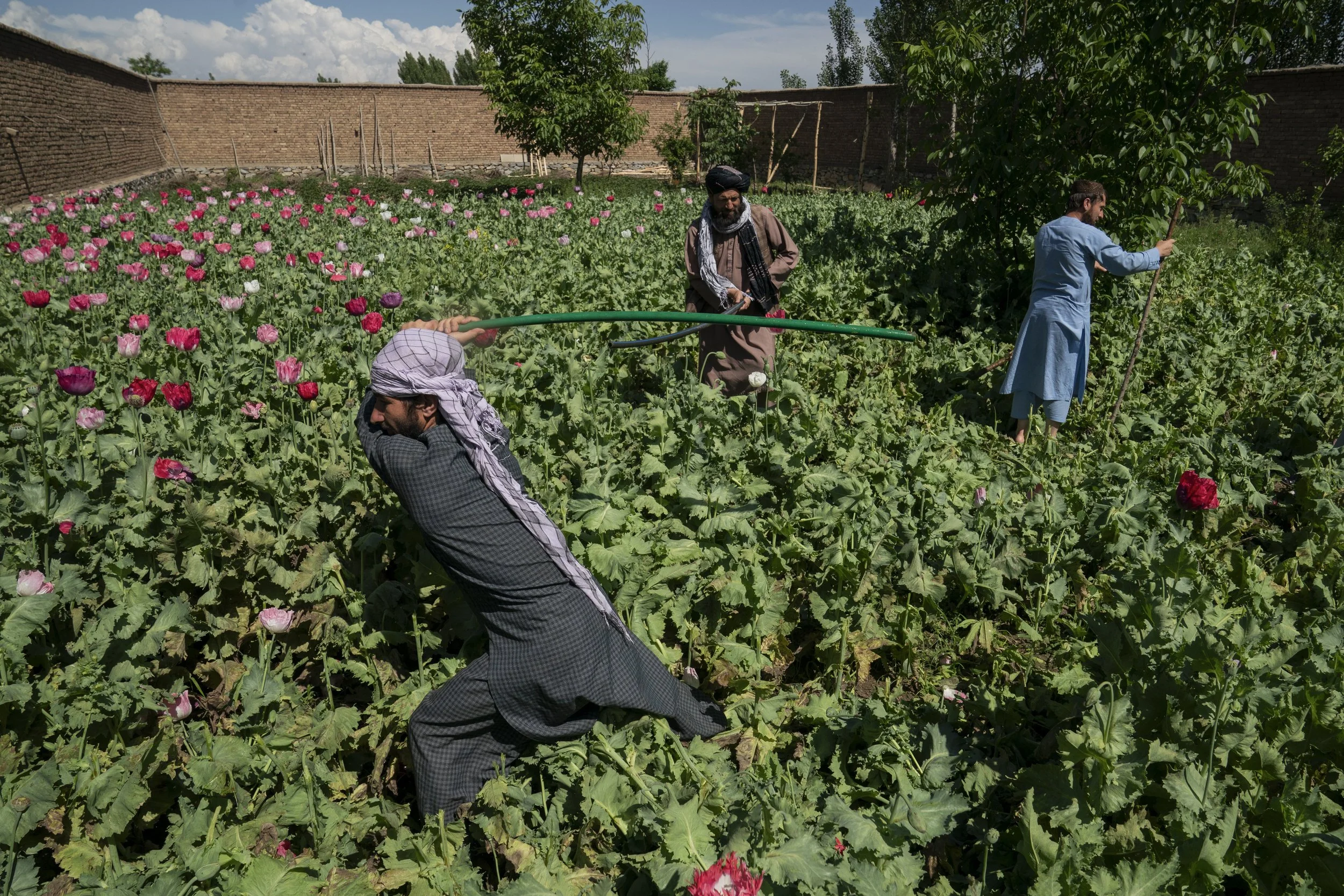 Opium: Climate Change Threatens Taliban's Ban