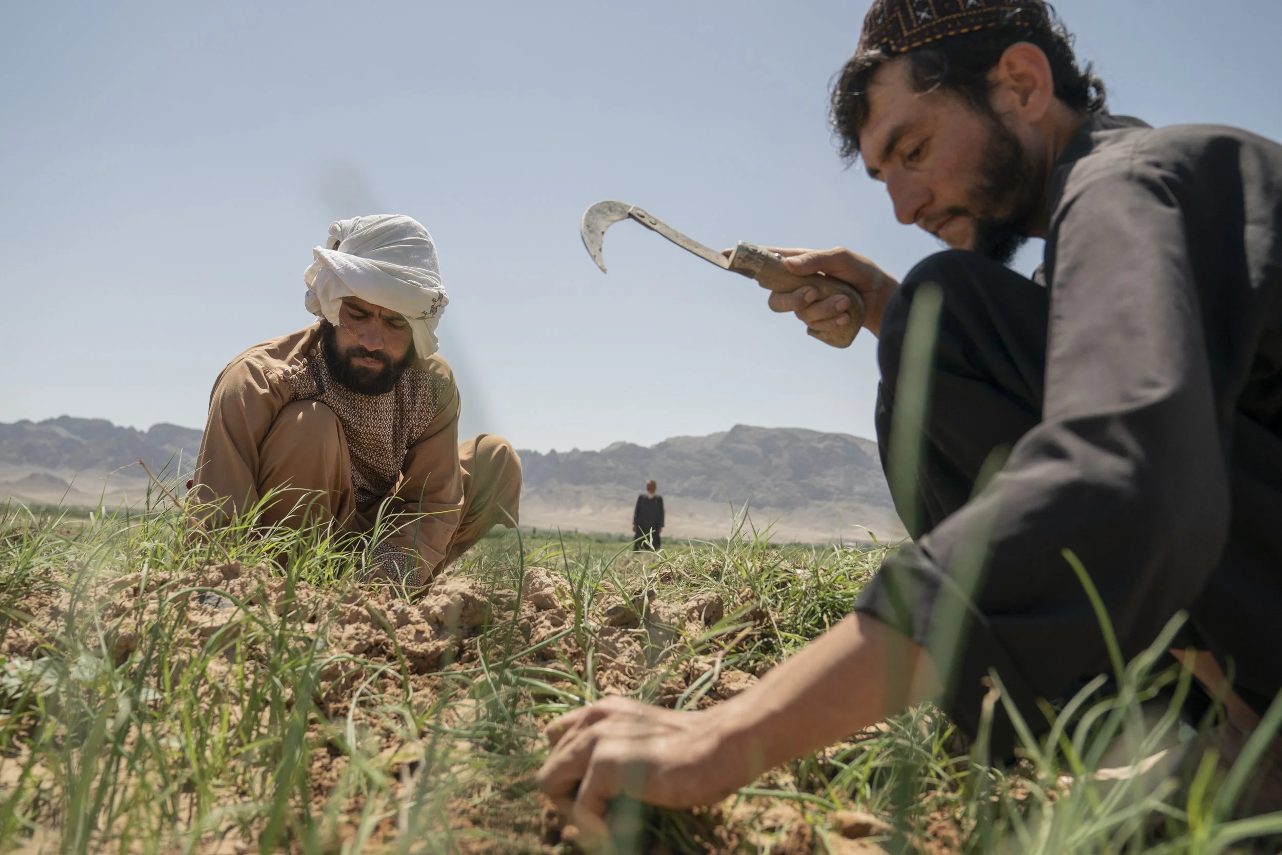 Opium: Climate Change Threatens Taliban's Ban