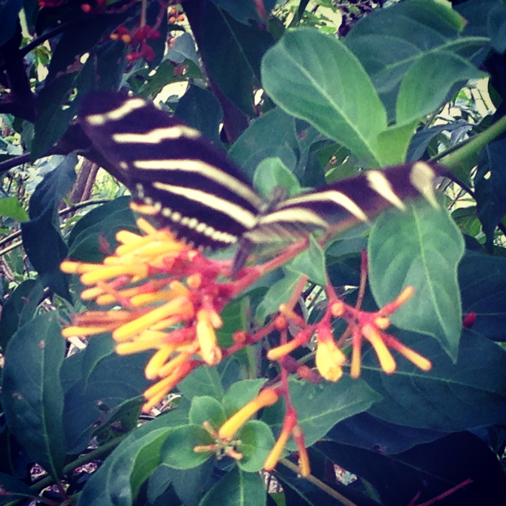 Lynn University has a butterfly garden. Yep.