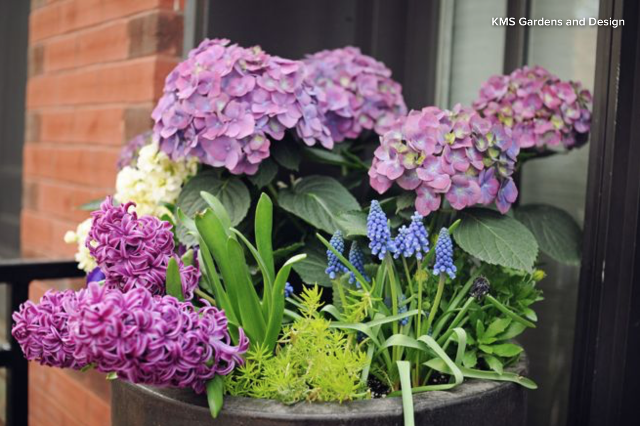 This image is from KMS gardens and Design, and features hydrangea, grape hyacinth and those glorious fragrant hyacinth. The acid green is chartreuse stonecrop.&nbsp; 