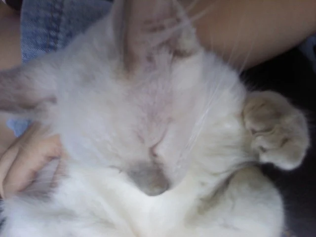 baby balinese kittens