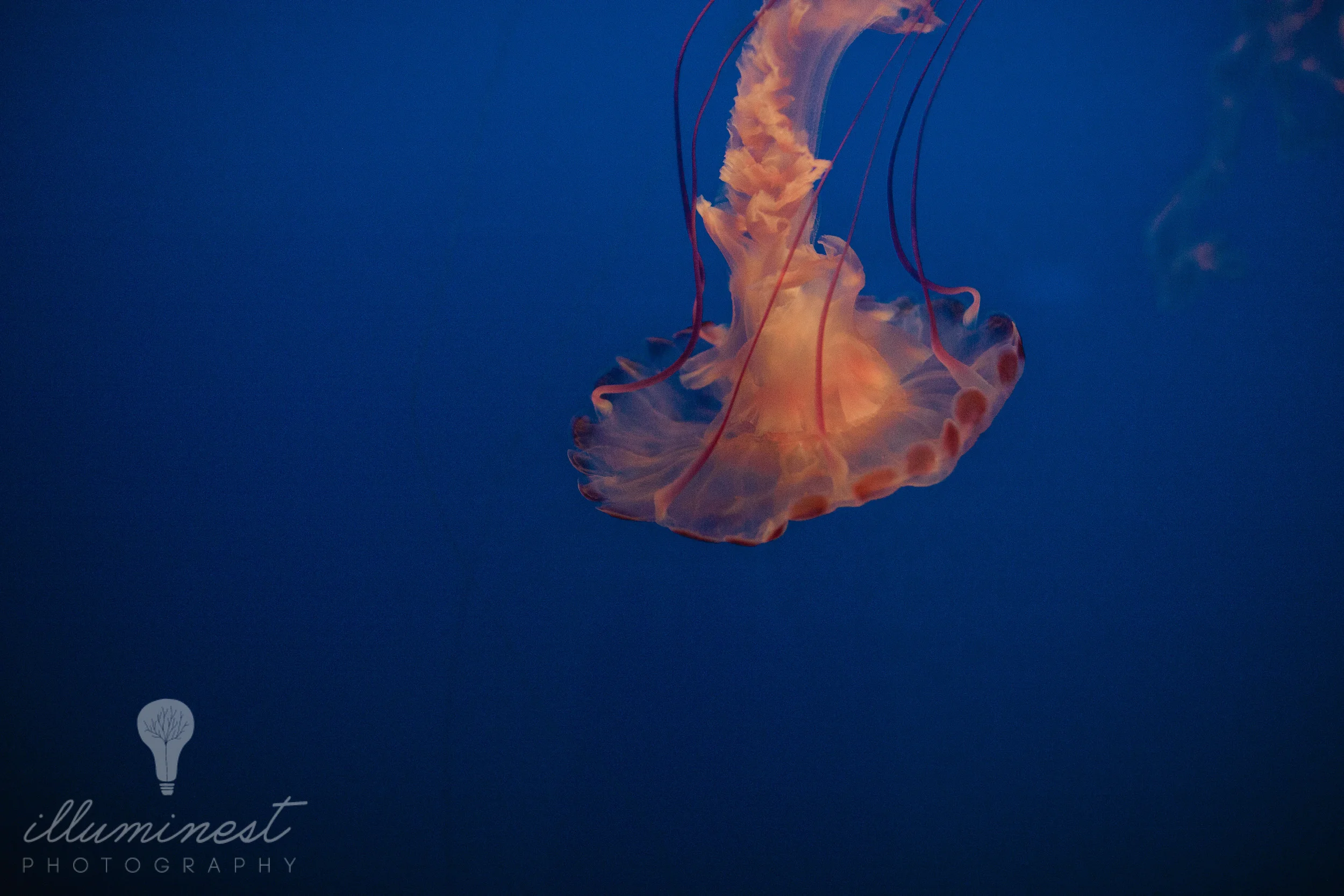 monterey_web-10.jpg