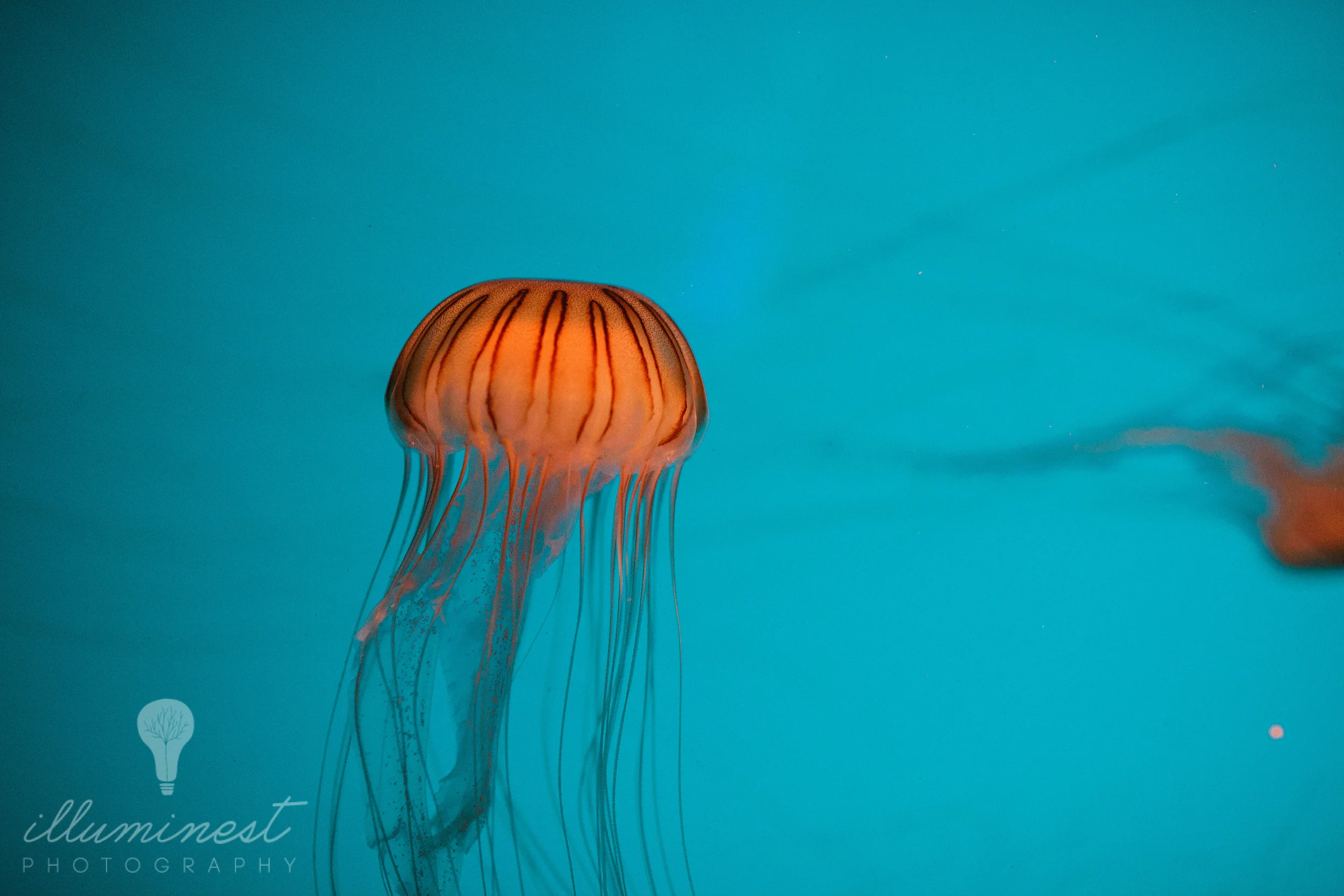 monterey_web-16.jpg