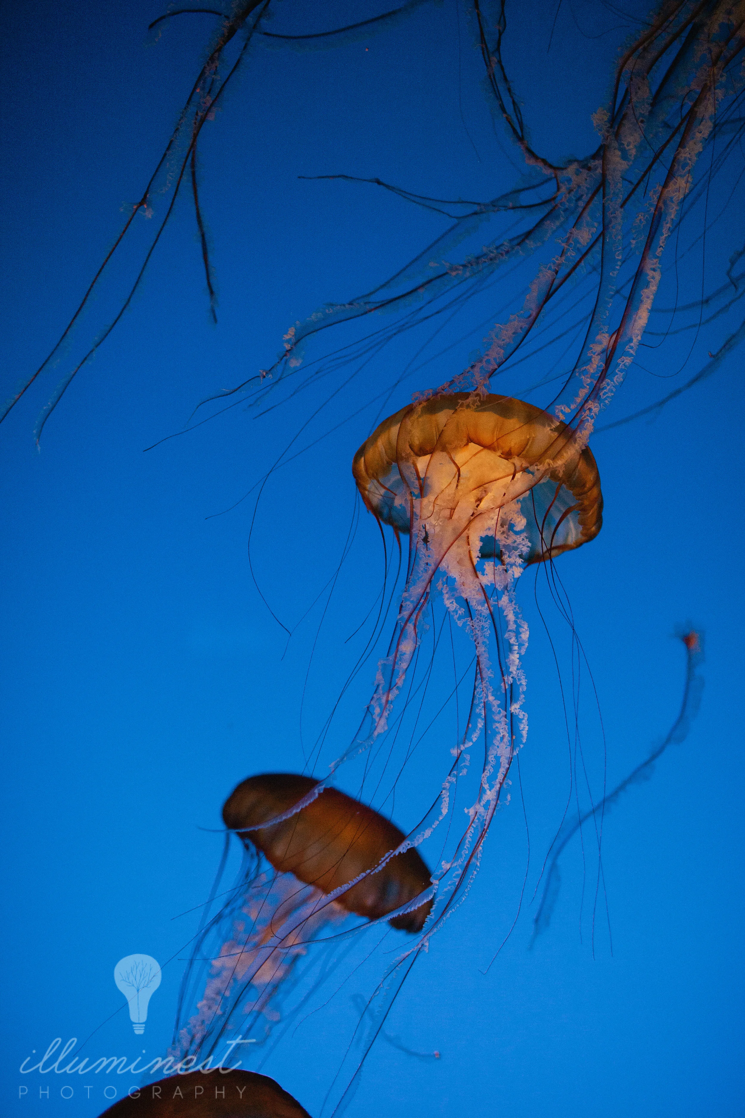 monterey_web-11.jpg